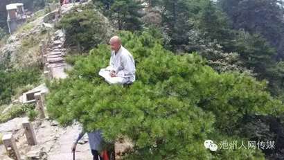 「九华山」九华山高僧在松树顶上凌空打坐 网友惊叹(图)