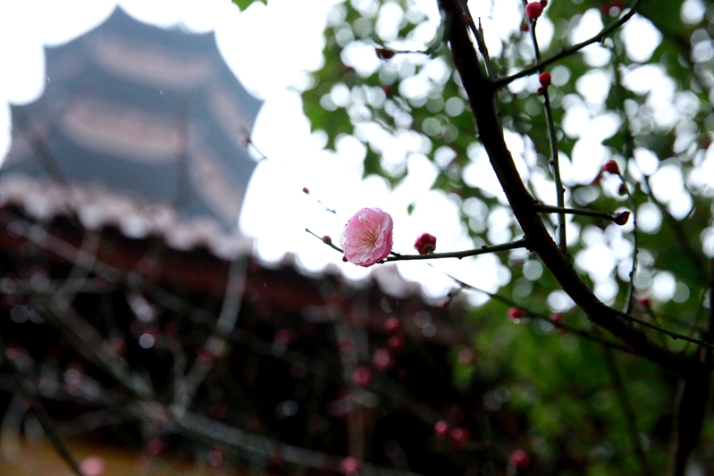 「释迦牟尼」浙江宁波慧日禅寺举行腊月初八法会