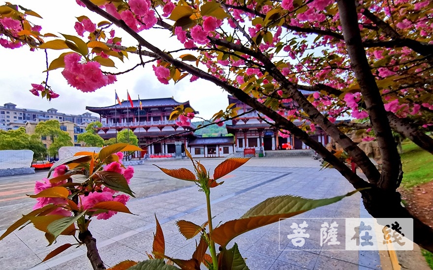 「圣安」岳阳圣安寺全体僧众进行新冠肺炎核酸检测 「圣安」岳阳圣安寺全体僧众进行新冠肺炎核酸检测