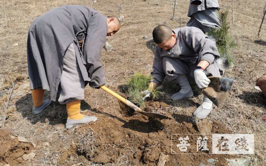 「五台山」五台山黛螺顶僧众开展春季义务植树活动 植树4000余株 「五台山」五台山黛螺顶僧众开展春季义务植树活动 植树4000余株