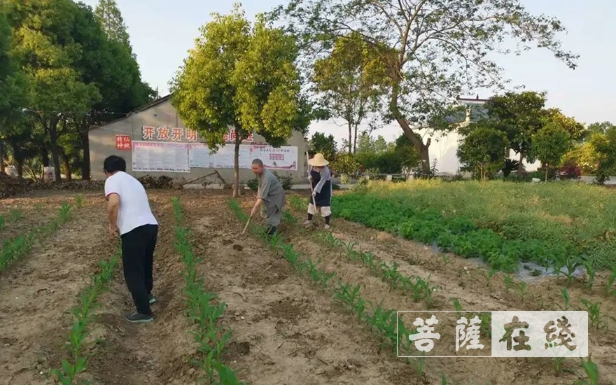 「佛教」抢抓农时,自力更生,湖北各寺掀起春耕生产热潮 「佛教」抢抓农时,自力更生,湖北各寺掀起春耕生产热潮