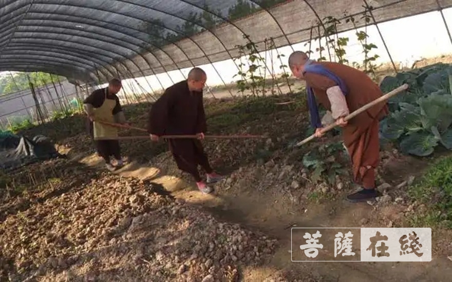 「佛教」抢抓农时,自力更生,湖北各寺掀起春耕生产热潮 「佛教」抢抓农时,自力更生,湖北各寺掀起春耕生产热潮