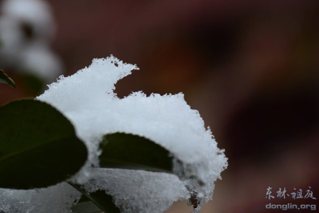 「佛教」佛教摄印－－大佛印雪
