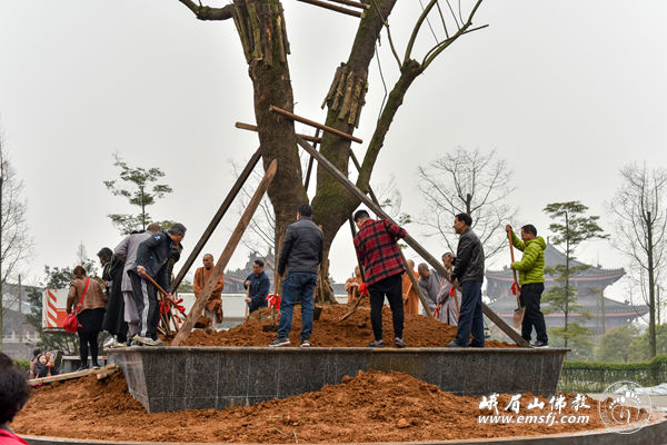 「峨眉山」四川峨眉山大佛禅院僧众为名山植树添绿