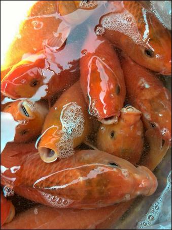 「文殊菩萨」浙江温州市妙果寺举行纪念文殊菩萨圣诞系列法会活动 「文殊菩萨」浙江温州市妙果寺举行纪念文殊菩萨圣诞系列法会活动