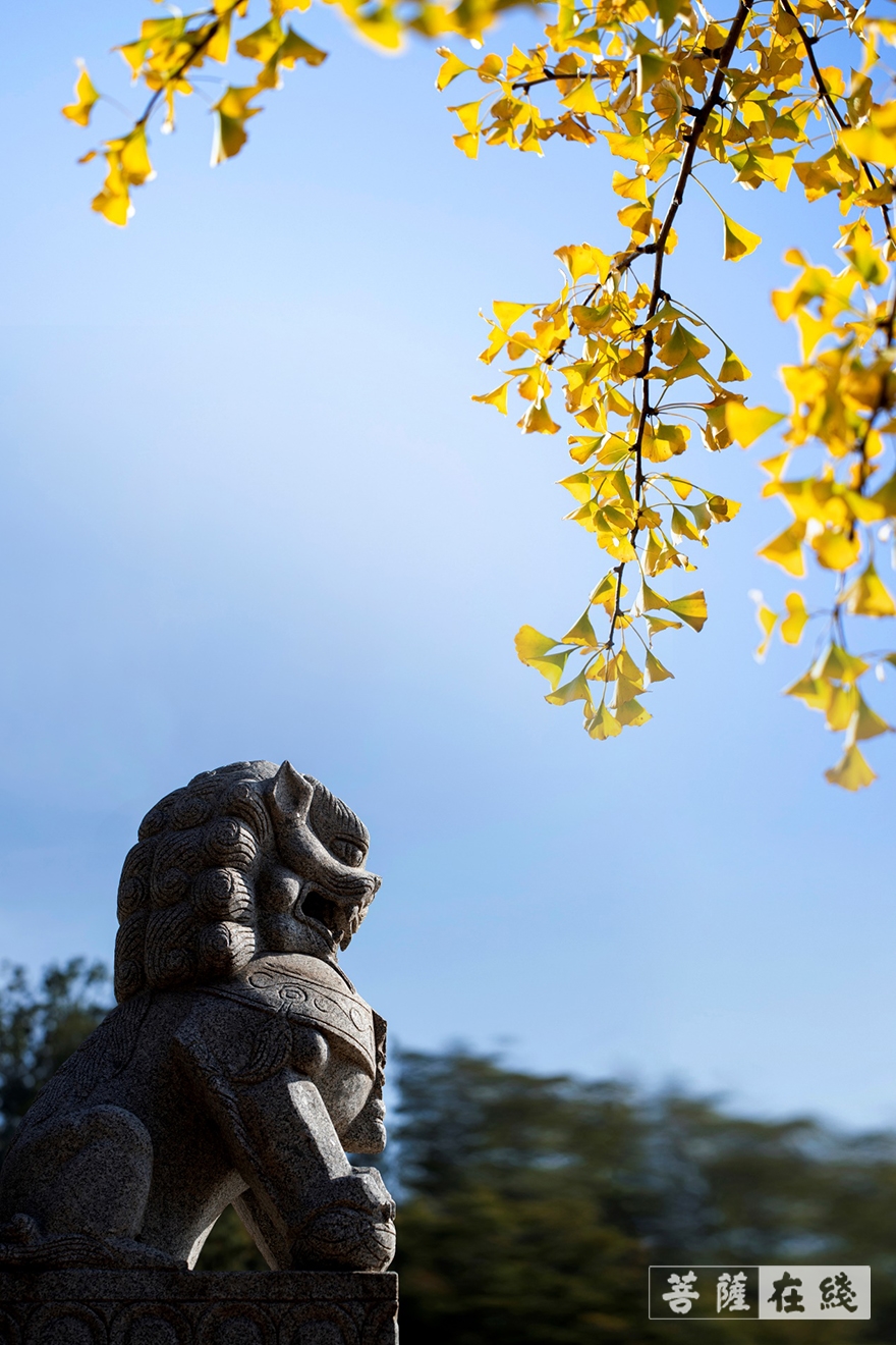 「佛教」蓁山观音寺荣获“2021年首届醉美景区攻略评选”第一名 「佛教」蓁山观音寺荣获“2021年首届醉美景区攻略评选”第一名