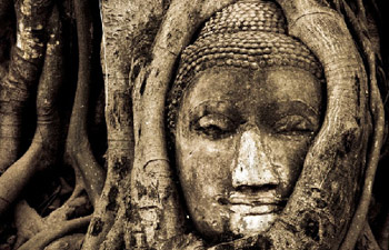 「佛教」树抱佛头：泰国玛哈泰寺不可错过的奇观