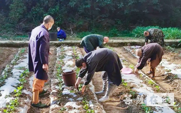 「佛教」传承农禅家风 湖北各寺不负农时春耕忙 「佛教」传承农禅家风 湖北各寺不负农时春耕忙