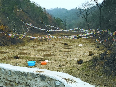 「狐狸」300只蓝狐和貉被愚痴放生后 陆续有狐狸饿死