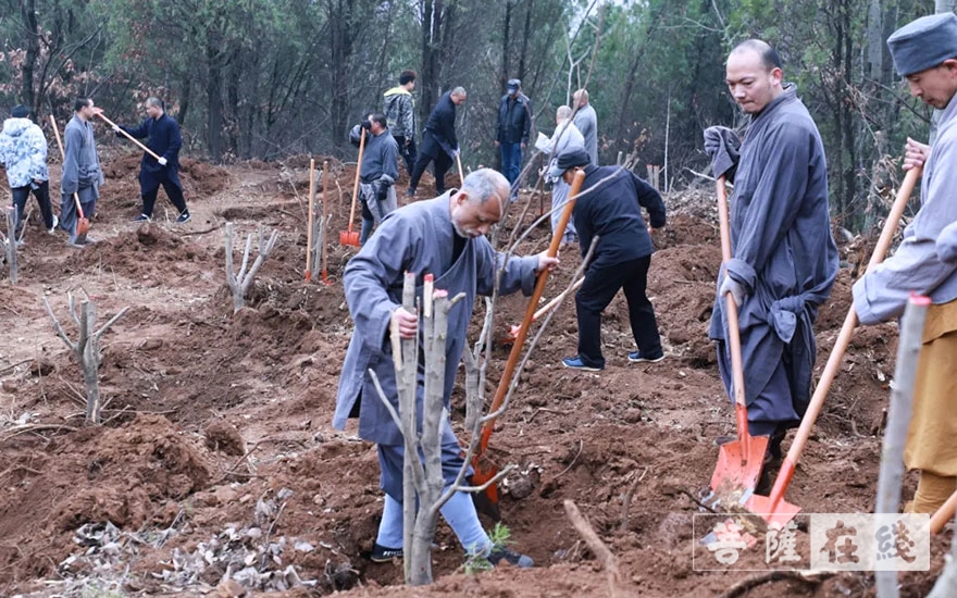 「佛教」永信法师带领少林寺僧众出坡植树 发扬佛教农禅并重传统