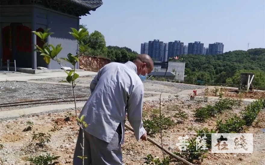 「佛教」抢抓农时,自力更生,湖北各寺掀起春耕生产热潮 「佛教」抢抓农时,自力更生,湖北各寺掀起春耕生产热潮