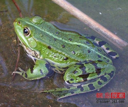 为何著名餐馆老板的脸已变成动物脸,令小偷几乎吓晕？老板已无法见人