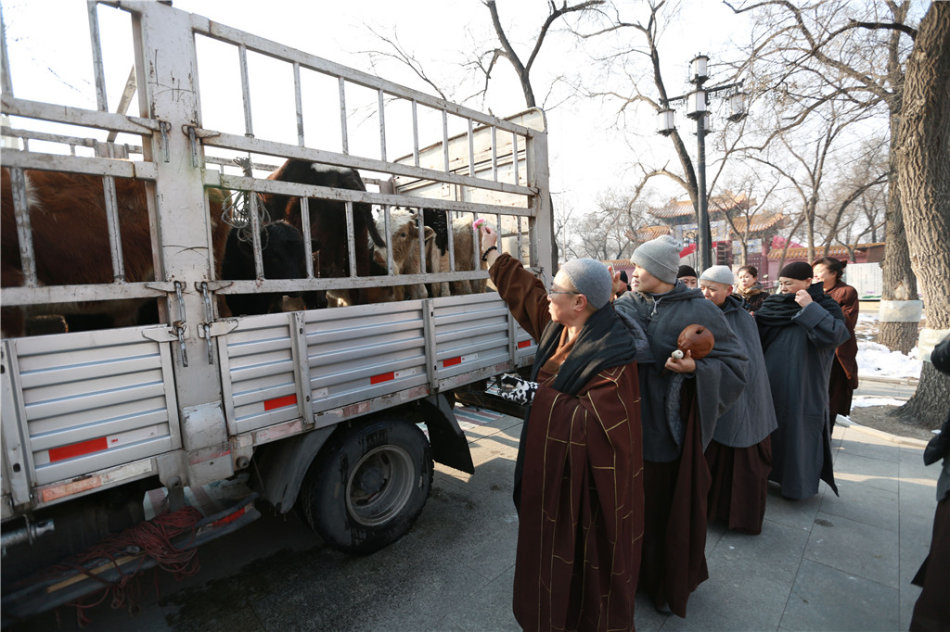 「药师如来」黑龙江大庆市果成寺药师佛圣诞祈福消灾、放生大法会圆满落幕