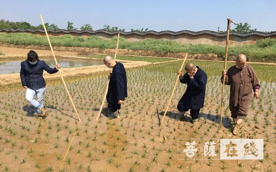 「佛教」抢抓农时,自力更生,湖北各寺掀起春耕生产热潮 「佛教」抢抓农时,自力更生,湖北各寺掀起春耕生产热潮