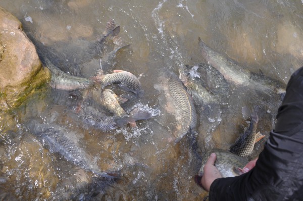 「放生功德」2014年5月4日山西广灵极乐寺放生活动在蔚县水库举行 「放生功德」2014年5月4日山西广灵极乐寺放生活动在蔚县水库举行