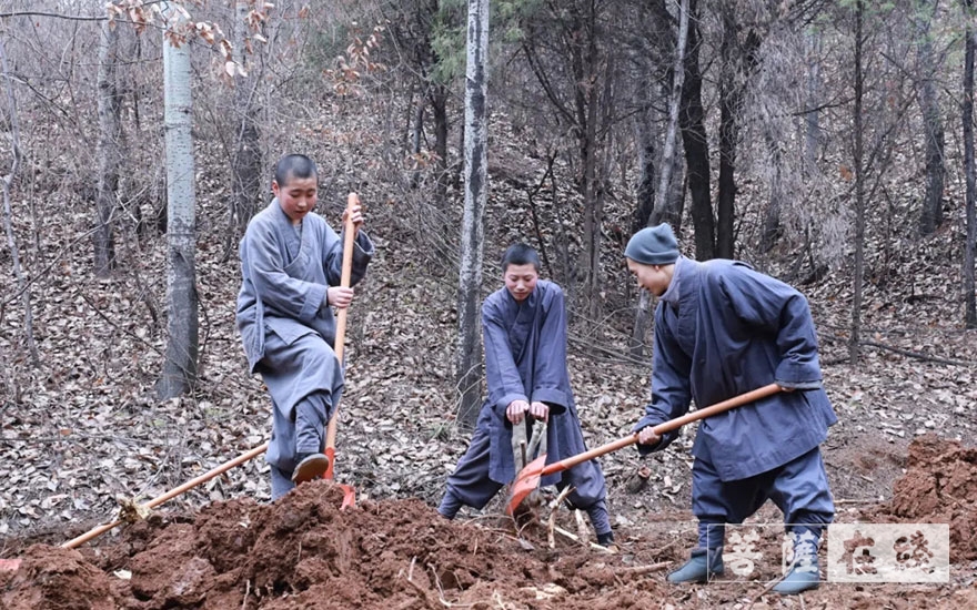 「佛教」永信法师带领少林寺僧众出坡植树 发扬佛教农禅并重传统