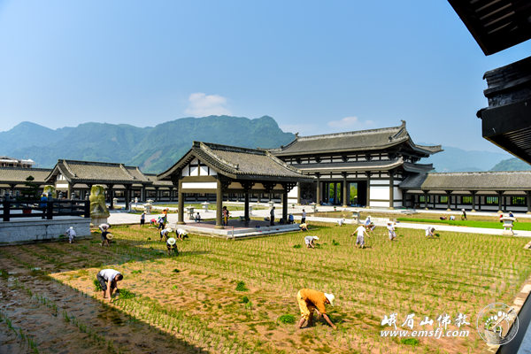 「峨眉山」四川峨眉山柳江光明寺开展农禅并重活动