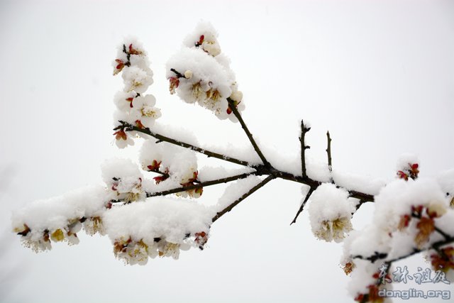 「佛教」佛教摄印－－大佛印雪