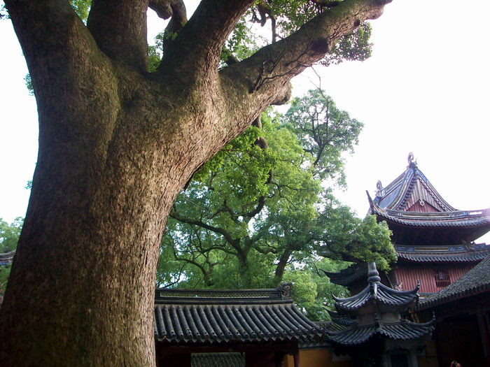 「普济寺」不开山门却香火旺盛的普陀山普济寺 「普济寺」不开山门却香火旺盛的普陀山普济寺