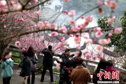 「佛教」福州林阳寺梅花怒放 方丈释修达法师遍种500多株梅花
