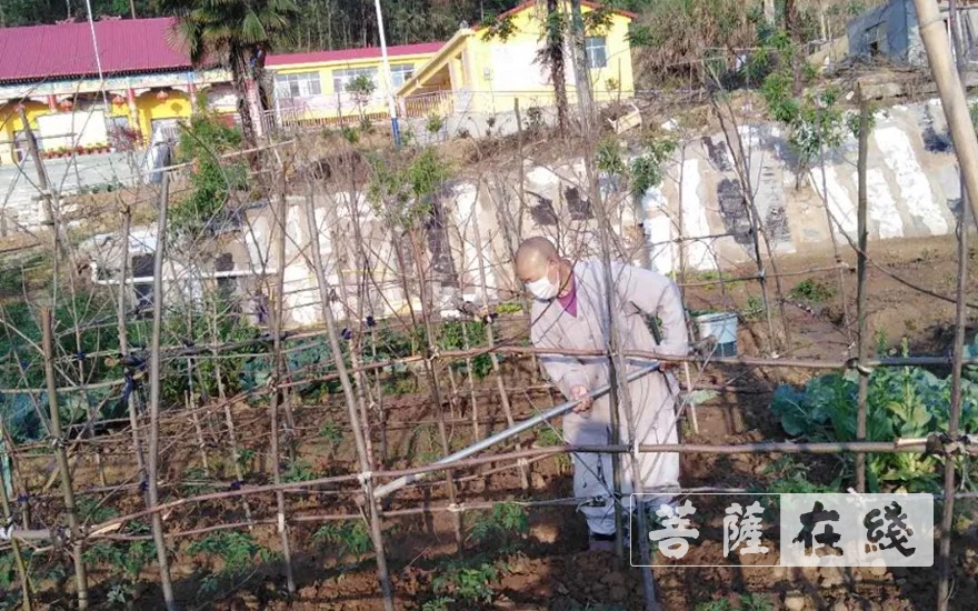 「佛教」抢抓农时,自力更生,湖北各寺掀起春耕生产热潮 「佛教」抢抓农时,自力更生,湖北各寺掀起春耕生产热潮