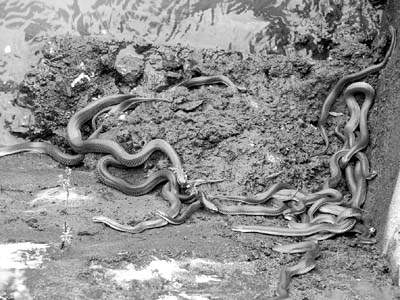 「毒蛇」20多条放生蛇品种杂乱惊现毒蛇 难倒寺庙师父 「毒蛇」20多条放生蛇品种杂乱惊现毒蛇 难倒寺庙师父