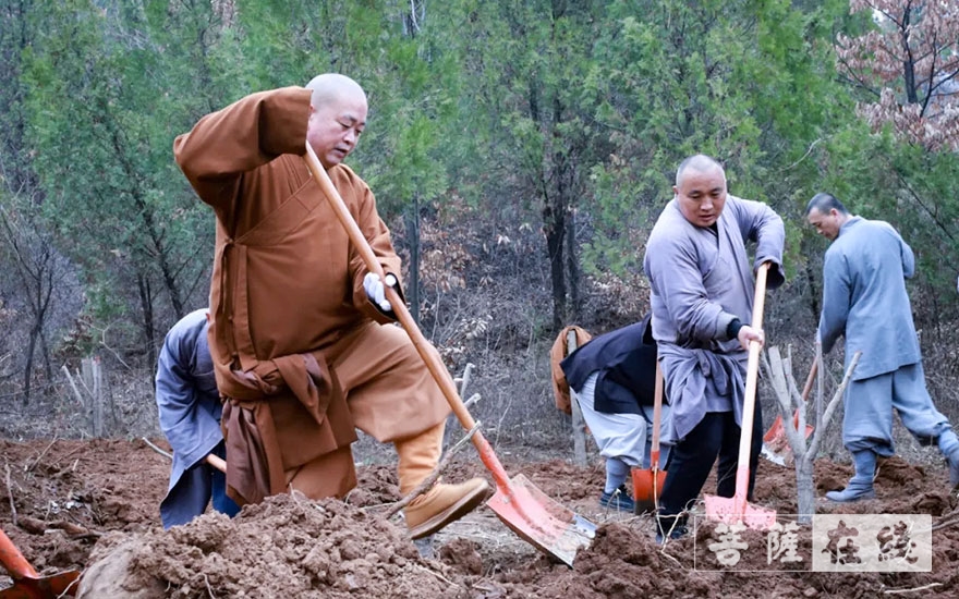 「佛教」永信法师带领少林寺僧众出坡植树 发扬佛教农禅并重传统