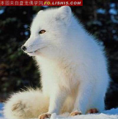「佛教」虚云老和尚与一只白狐的神秘奇缘