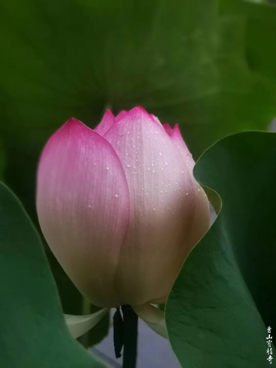 「莲花」曹山赏莲：看取莲花净，应知不染心
