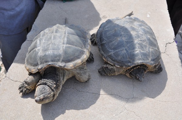 「放生功德」2014年5月4日山西广灵极乐寺放生活动在蔚县水库举行 「放生功德」2014年5月4日山西广灵极乐寺放生活动在蔚县水库举行