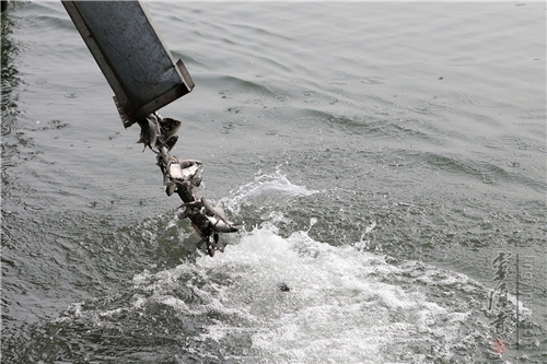 「灵隐寺」浙江杭州灵隐寺举行丙申年春季放生祈福法会