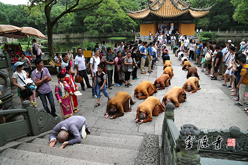「普陀山」浙江灵隐寺方丈光泉大和尚率众三步一拜朝圣普陀山