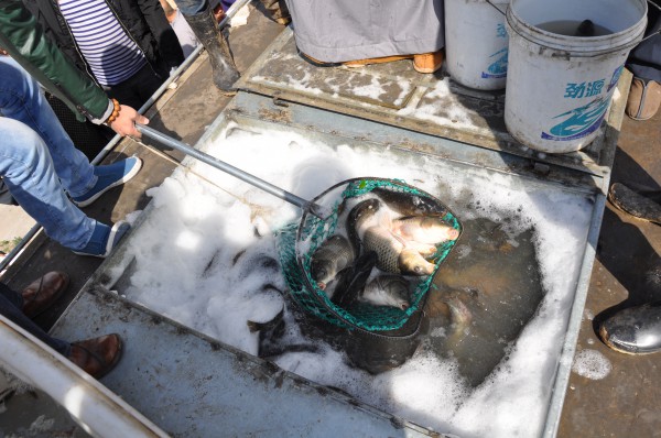 「放生功德」2014年5月4日山西广灵极乐寺放生活动在蔚县水库举行 「放生功德」2014年5月4日山西广灵极乐寺放生活动在蔚县水库举行