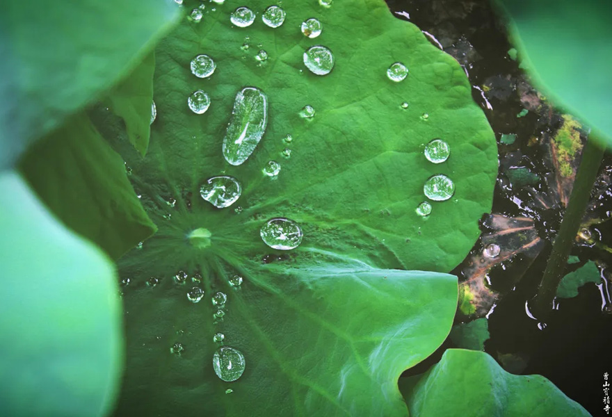 「莲花」曹山赏莲：看取莲花净，应知不染心