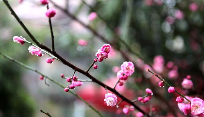 2013年2月14日慧日禅寺供佛斋天吉祥法会