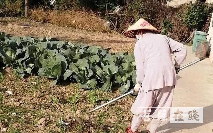 「佛教」抢抓农时,自力更生,湖北各寺掀起春耕生产热潮 「佛教」抢抓农时,自力更生,湖北各寺掀起春耕生产热潮