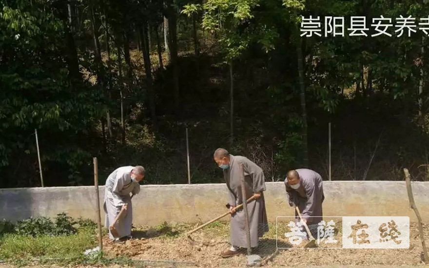 「佛教」抢抓农时,自力更生,湖北各寺掀起春耕生产热潮 「佛教」抢抓农时,自力更生,湖北各寺掀起春耕生产热潮