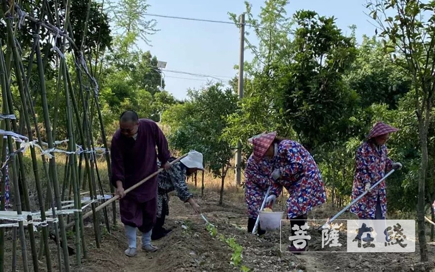 「佛教」抢抓农时,自力更生,湖北各寺掀起春耕生产热潮 「佛教」抢抓农时,自力更生,湖北各寺掀起春耕生产热潮