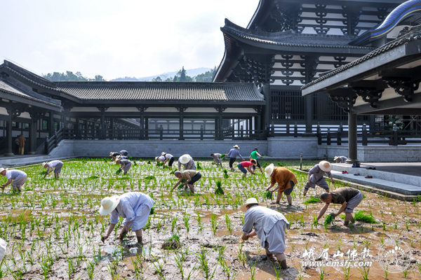 「峨眉山」四川峨眉山柳江光明寺开展农禅并重活动