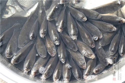 「灵隐寺」浙江杭州灵隐寺举行丙申年春季放生祈福法会