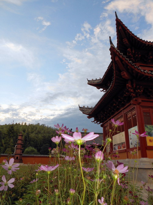 「鬼灯水月」水月清梅：法眼云霞无限美，禅修日日无终期