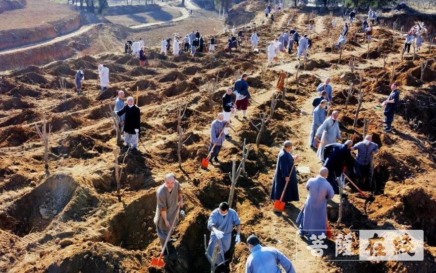 「少林寺」嵩山少林寺僧众集体出坡,栽植首批少林福树 「少林寺」嵩山少林寺僧众集体出坡,栽植首批少林福树