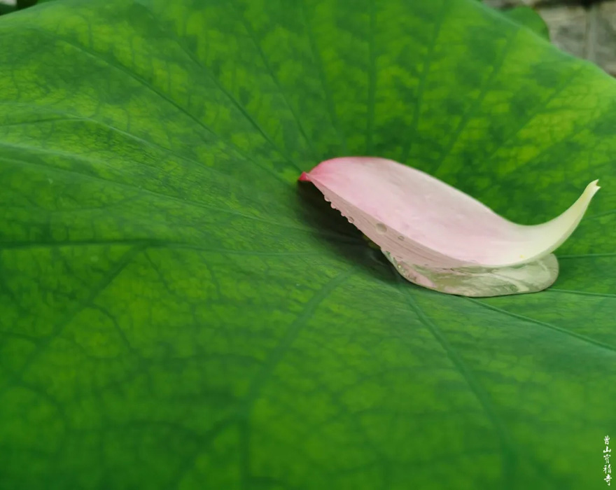 「莲花」曹山赏莲：看取莲花净，应知不染心