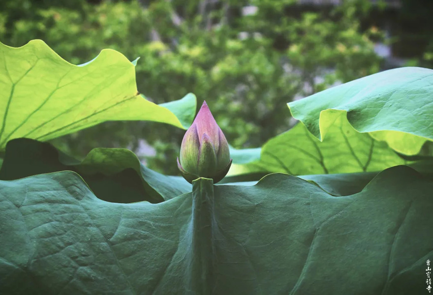 「莲花」曹山赏莲：看取莲花净，应知不染心