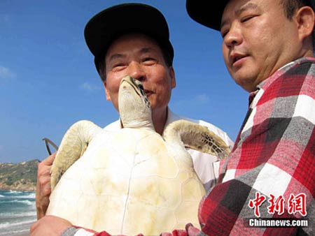 「海龟」广东放生百余只海龟 祈福中华及粤西灾区（图）
