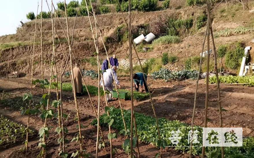 「佛教」抢抓农时,自力更生,湖北各寺掀起春耕生产热潮 「佛教」抢抓农时,自力更生,湖北各寺掀起春耕生产热潮