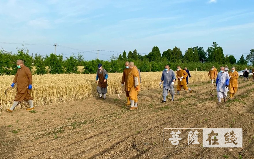 「佛教」农禅并重 学修相融:法门寺宽严法师带领佛学院学员出坡 「佛教」农禅并重 学修相融:法门寺宽严法师带领佛学院学员出坡
