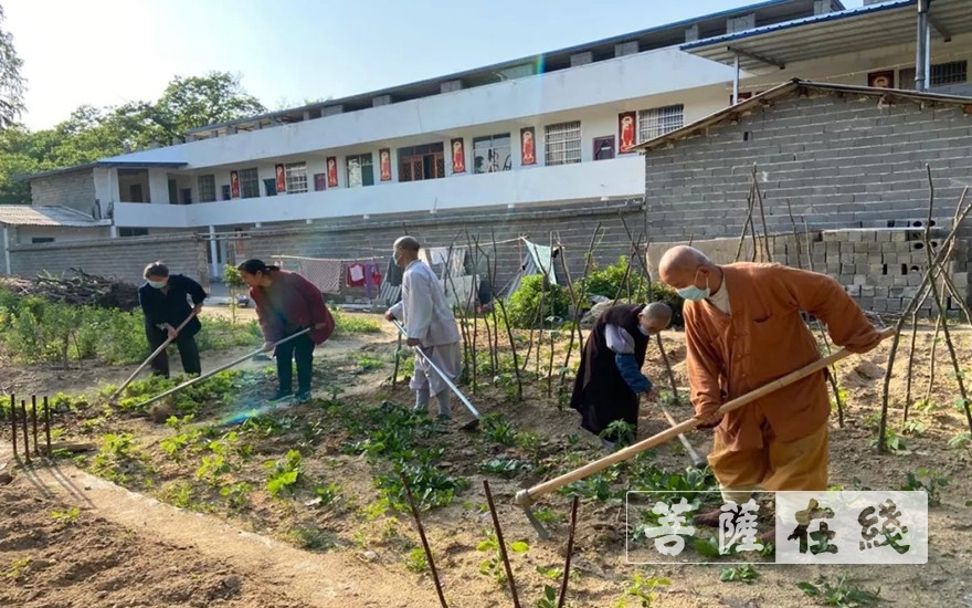 「佛教」抢抓农时,自力更生,湖北各寺掀起春耕生产热潮 「佛教」抢抓农时,自力更生,湖北各寺掀起春耕生产热潮