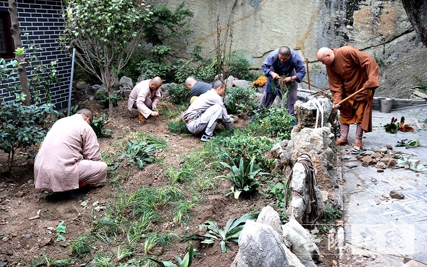 「佛教」农禅并重,徐州兴化寺全体僧众出坡植树 「佛教」农禅并重,徐州兴化寺全体僧众出坡植树