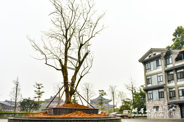 「峨眉山」四川峨眉山大佛禅院僧众为名山植树添绿